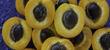 Apricot